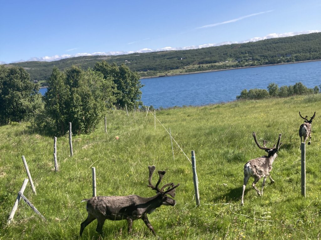 Norvegia in camper: le renne