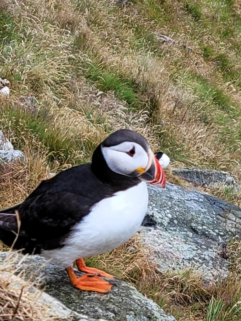 l'isola di runde i puffin